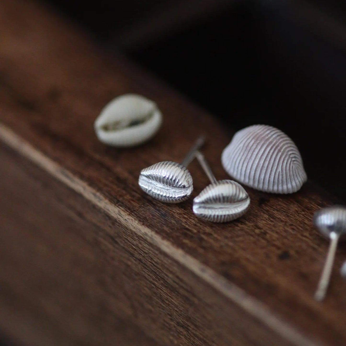 cowrie shaped stud earrings pictured with real groatie buckies.
